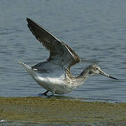 Common Greenshank