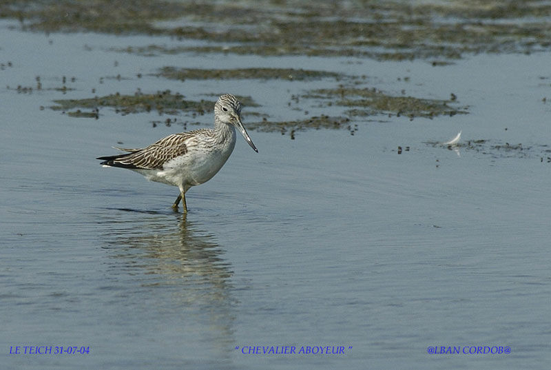 Common Greenshank