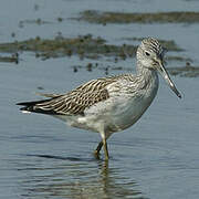 Common Greenshank