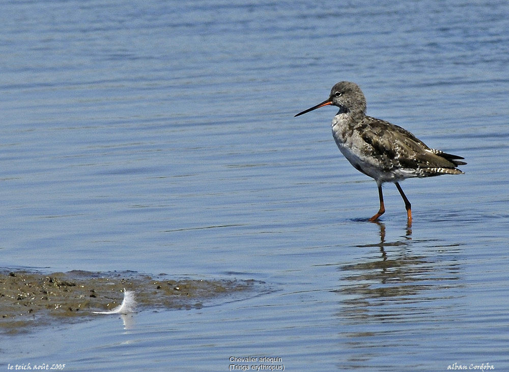 Spotted Redshank