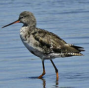 Spotted Redshank