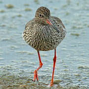 Common Redshank