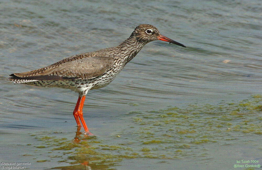 Common Redshank