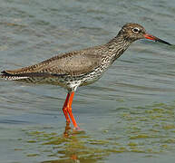 Common Redshank