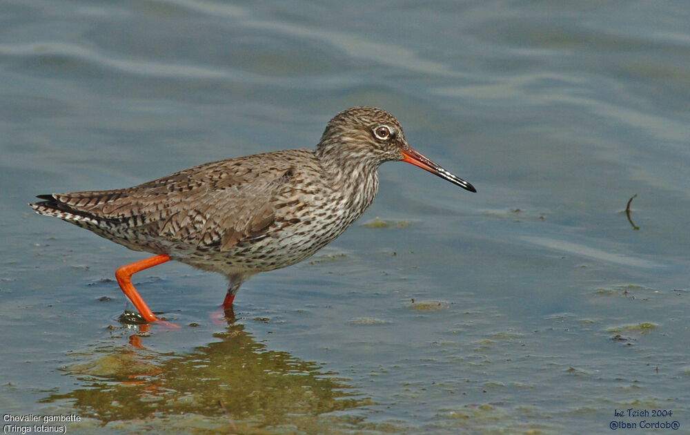 Common Redshank