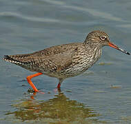 Common Redshank