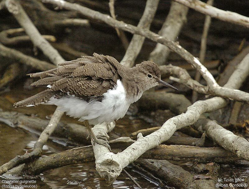 Common Sandpiper