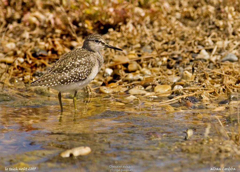 Wood Sandpiper