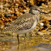 Wood Sandpiper