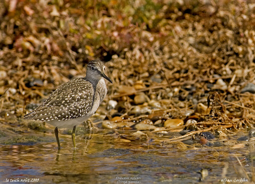 Wood Sandpiper