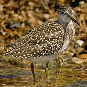 Wood Sandpiper