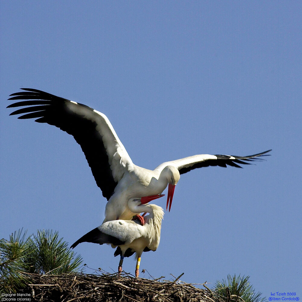 White Stork