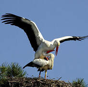 Cigogne blanche