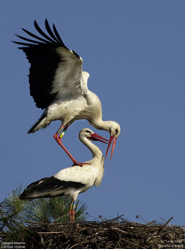 Cigogne blanche