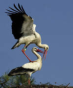 White Stork