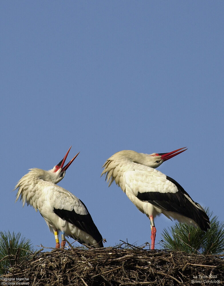 White Stork