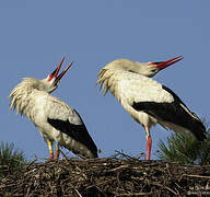 White Stork