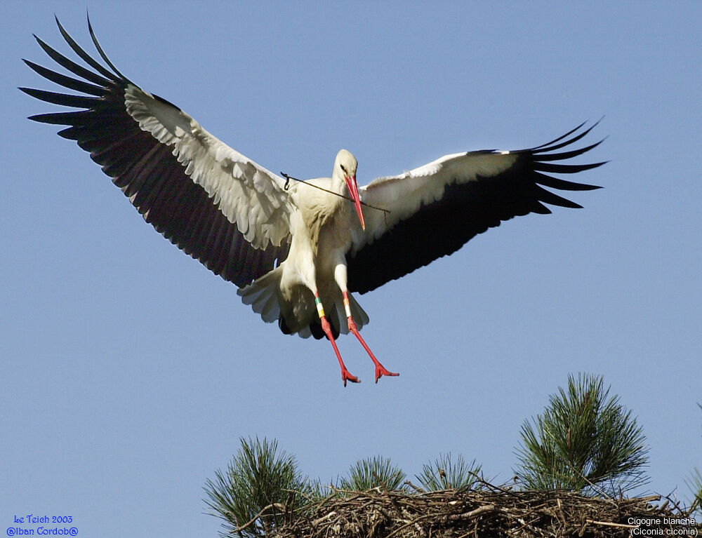 White Stork