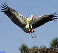 Cigogne blanche