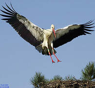 White Stork