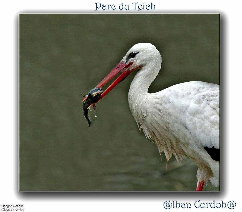 Cigogne blanche