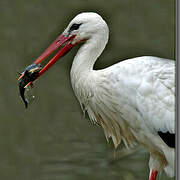 White Stork