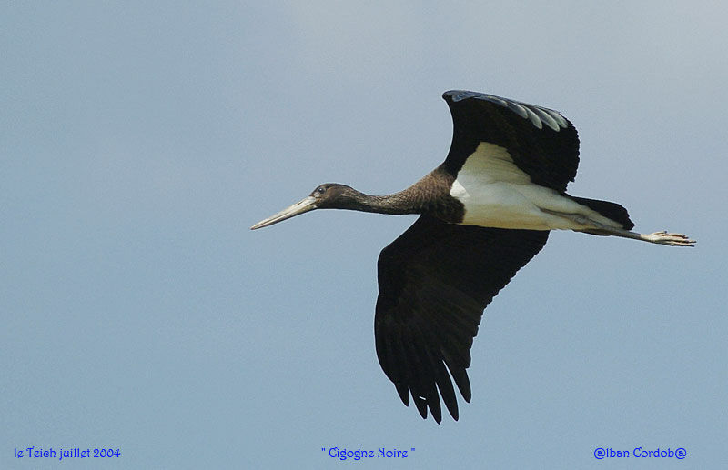 Cigogne noire