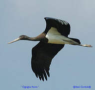 Black Stork