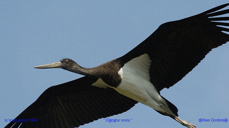 Cigogne noire