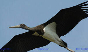 Black Stork