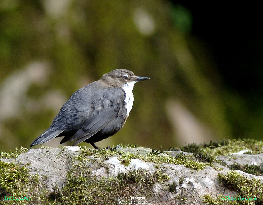 White-throated Dipper