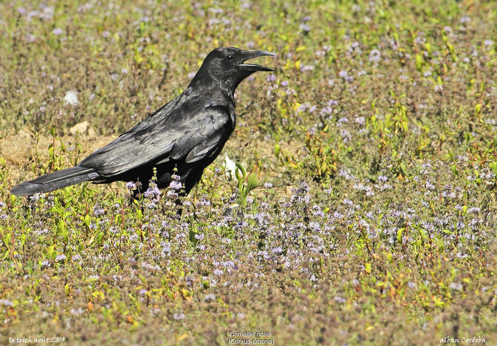 Carrion Crow