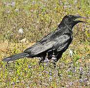 Carrion Crow