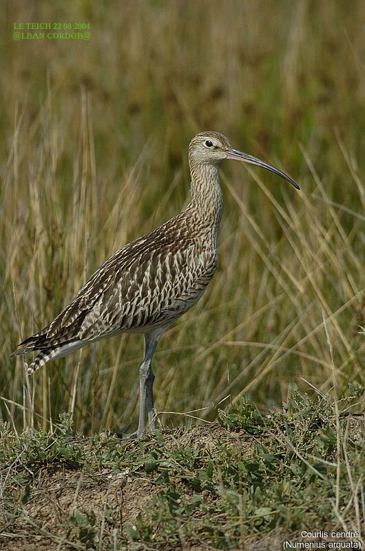 Eurasian Curlew