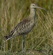 Eurasian Curlew