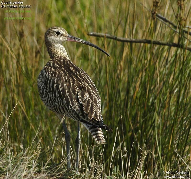 Eurasian Curlew