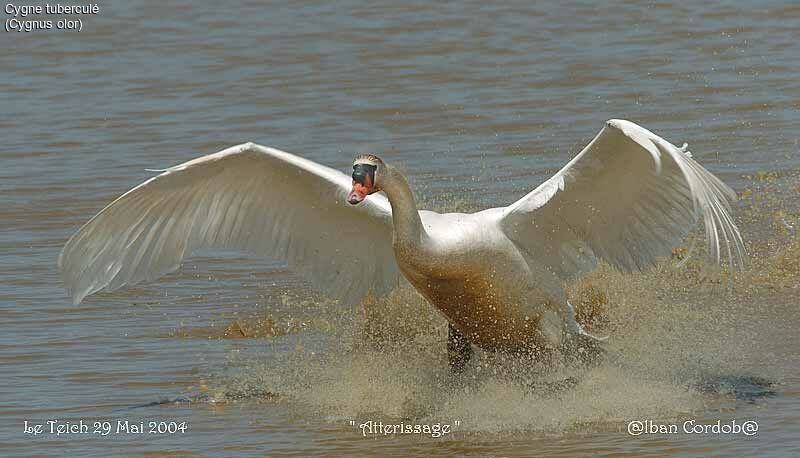 Mute Swan