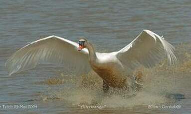 Cygne tuberculé