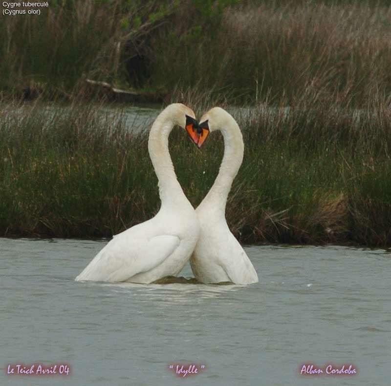 Mute Swan