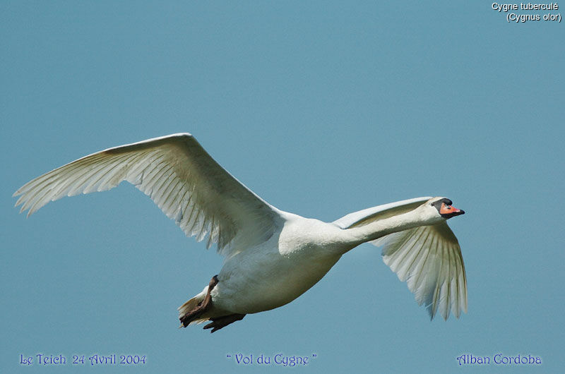 Mute Swan