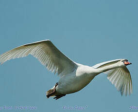 Cygne tuberculé
