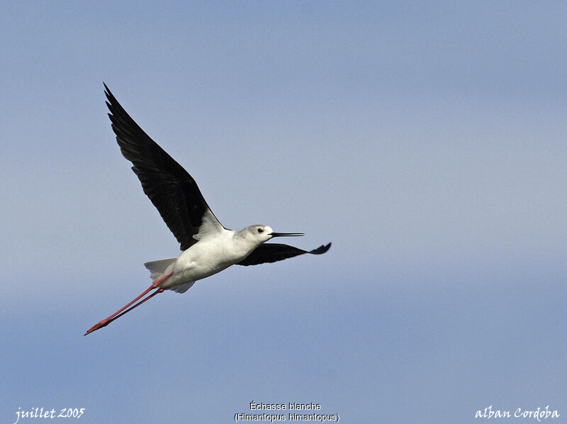 Black-winged Stilt