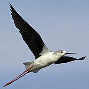 Black-winged Stilt