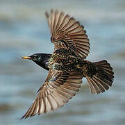 Common Starling