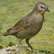 Common Starling