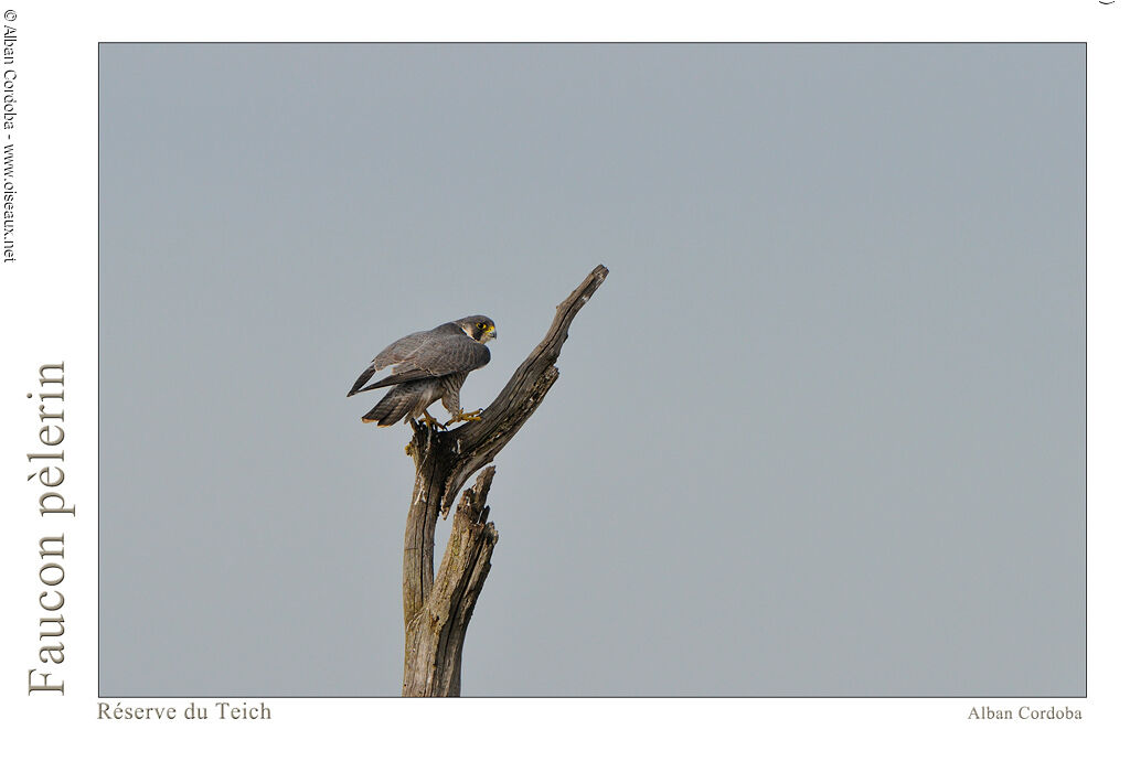 Peregrine Falcon