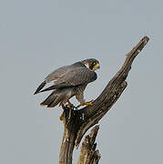 Peregrine Falcon