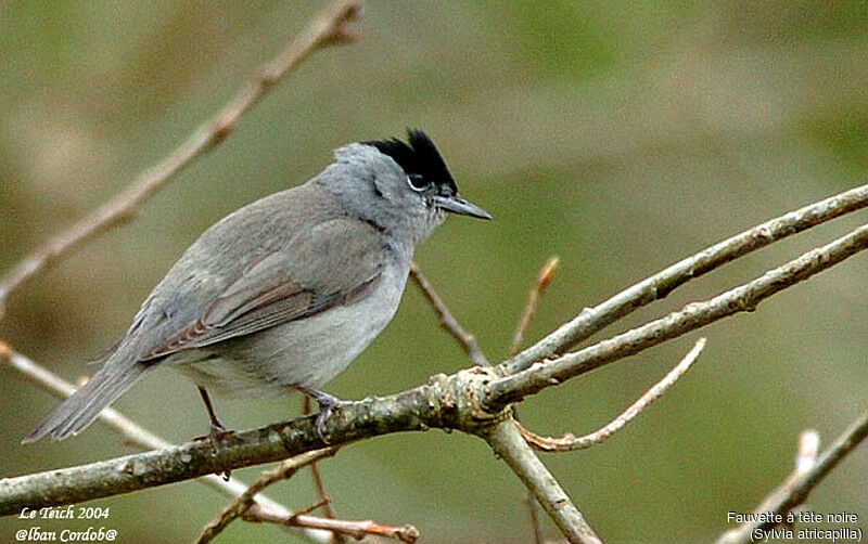 Eurasian Blackcap