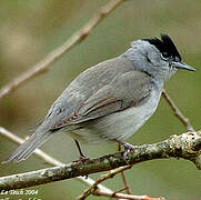 Eurasian Blackcap