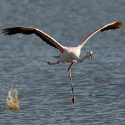 Flamant rose